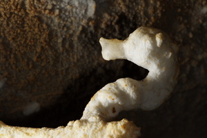 Csikóhal - Covamur-barlang
