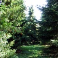 Alcsuti Arborétum - tiszafák
